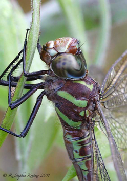 Epiaeschna heros, female